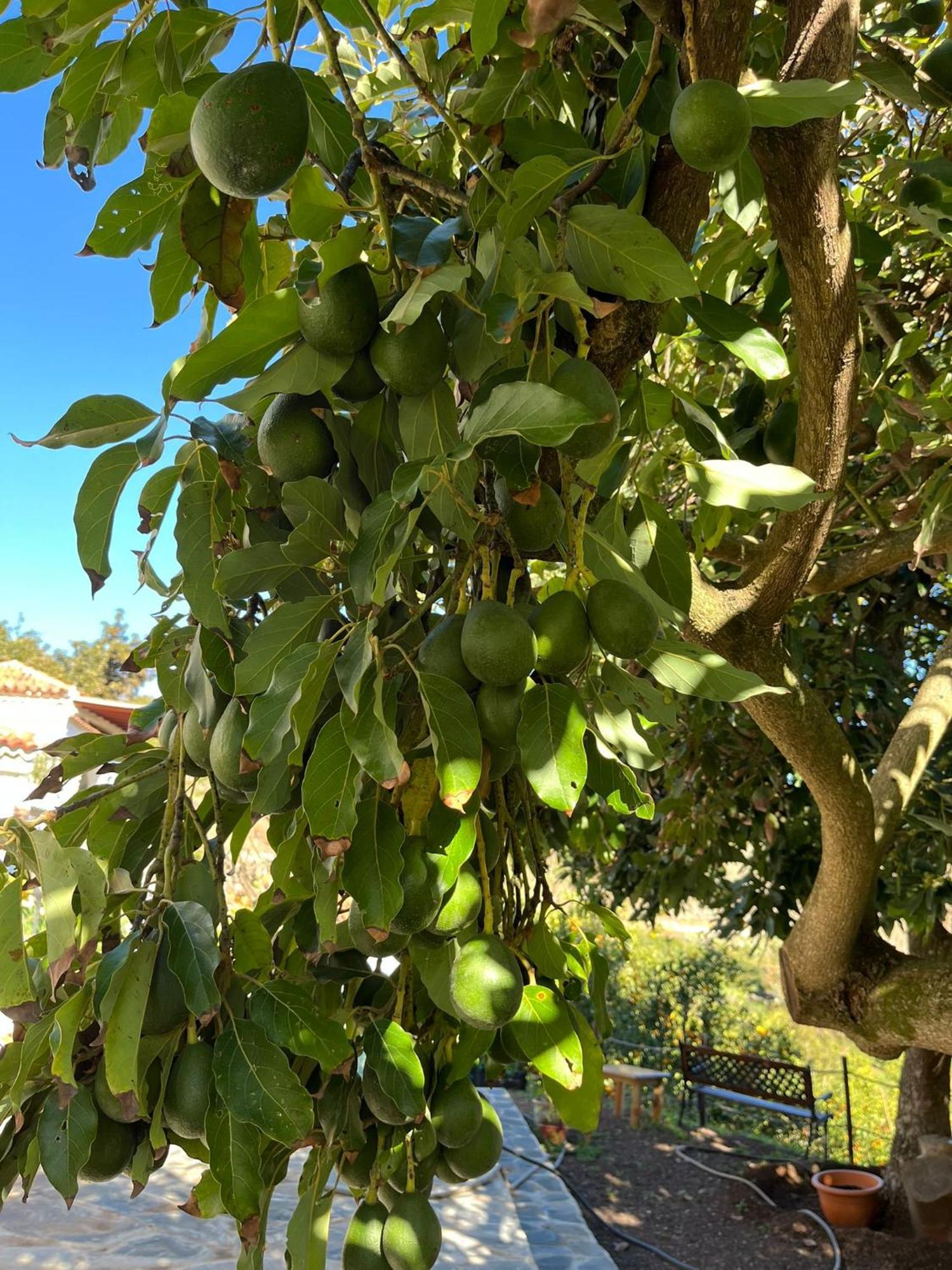 Finca Los Arcos Del Laurel Moya  Exterior foto